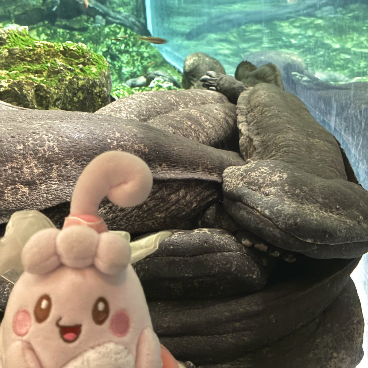 いっぷくピンプク tweet media