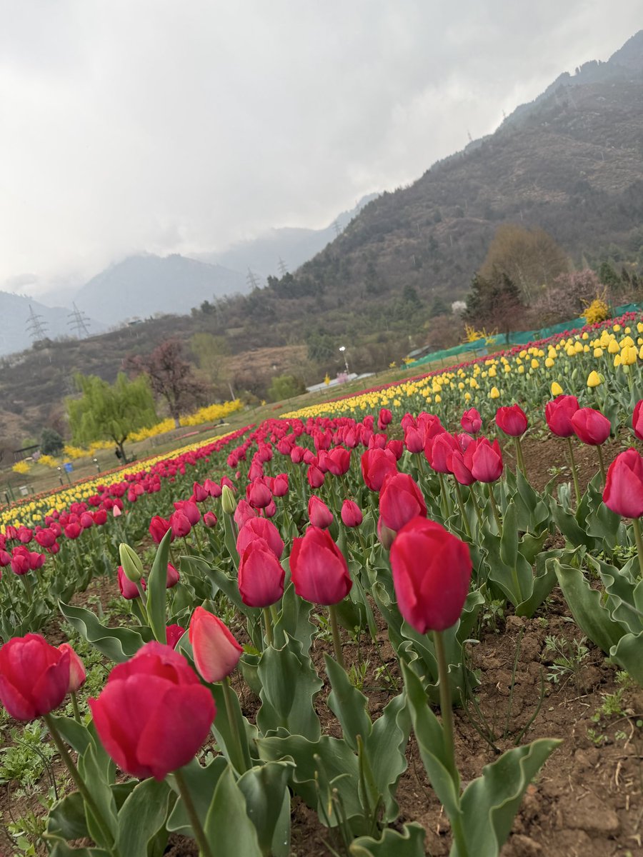 OmarAbdullah's tweet photo. More from the tulip garden in Srinagar. https://t.co/x1cGkLL8fL