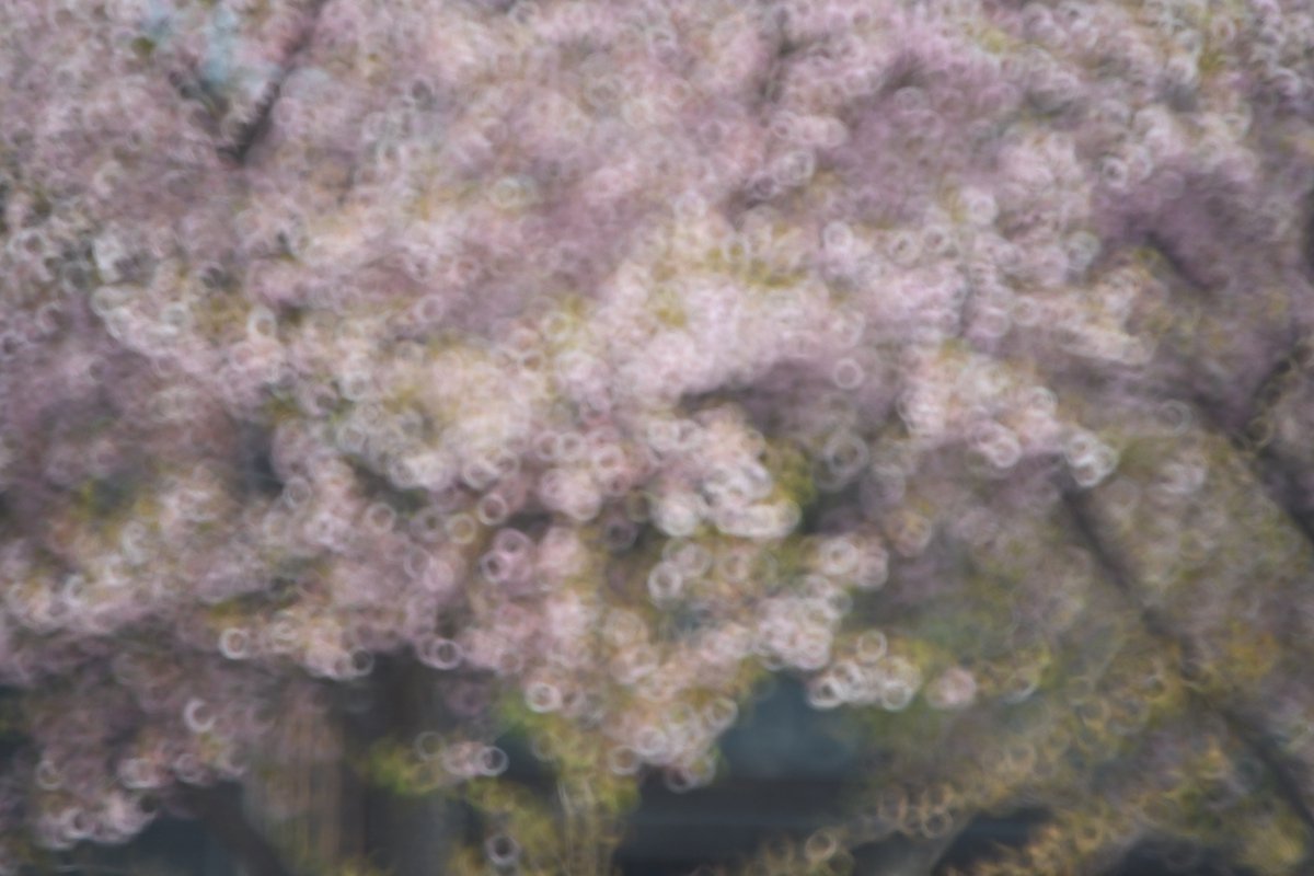 ミラーレンズが演出する桜のリング。
＃ミラーレンズ
＃NikonZf