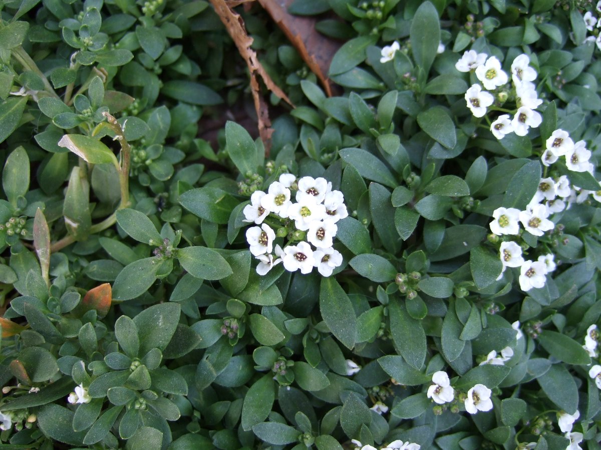 プラチナキット@Dark fixer. tweet media