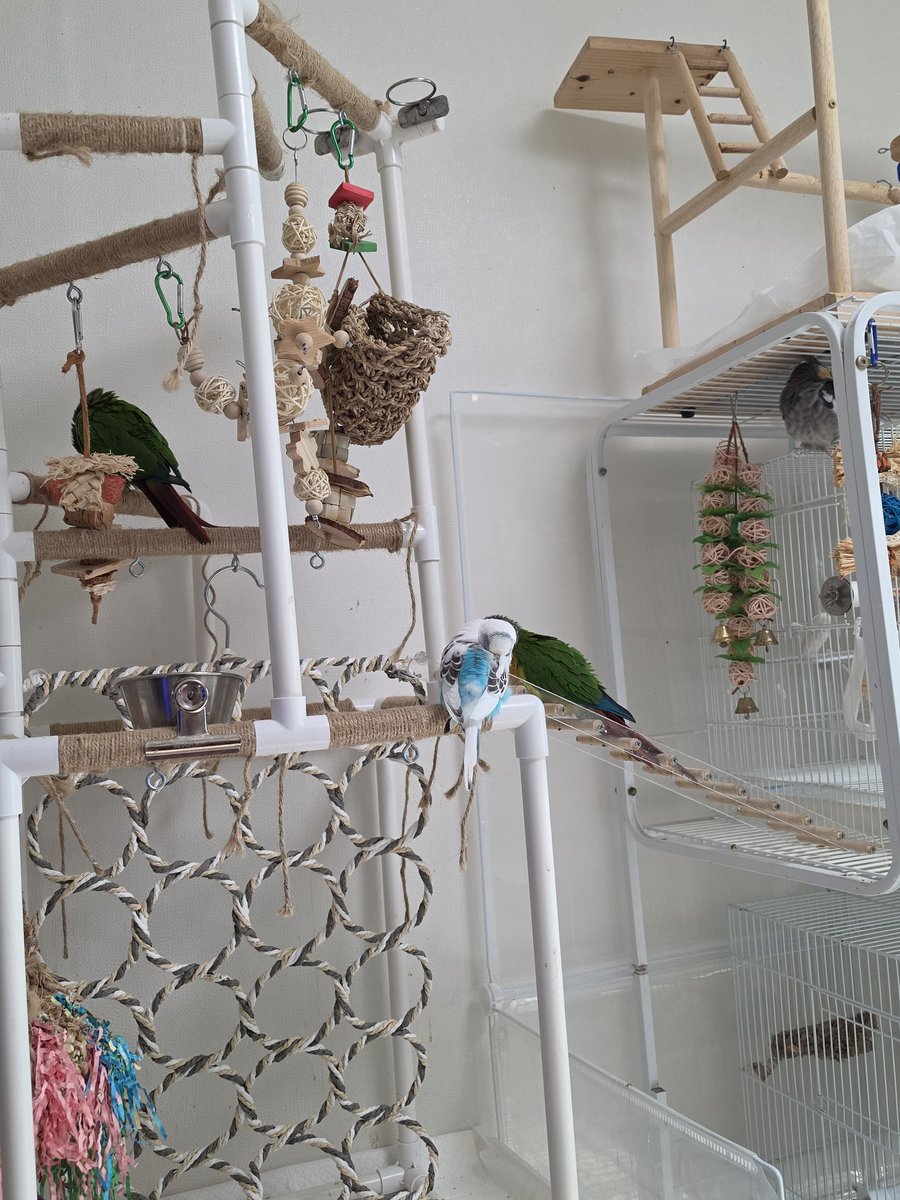 사고치는 다섯마리 tweet media