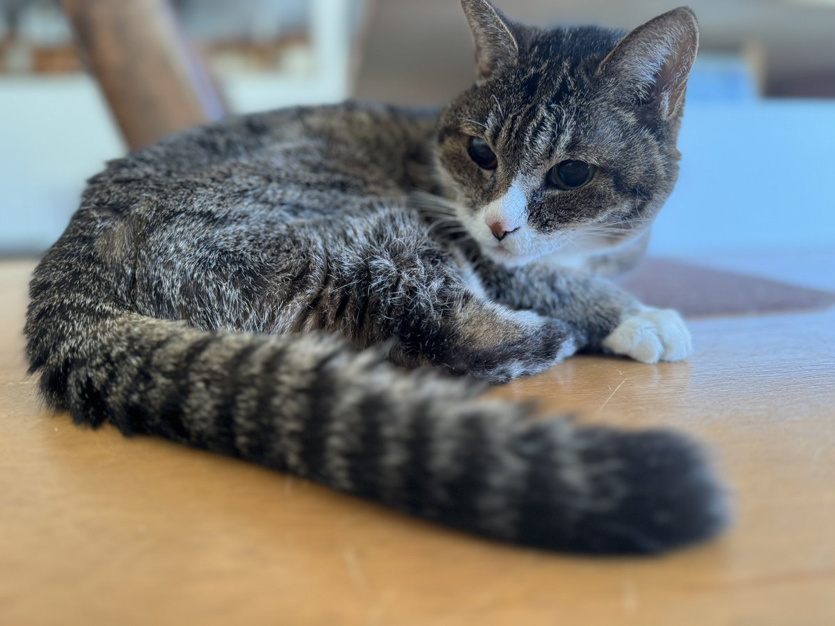 td_b's tweet photo. ちっちゃくなっちゃったハミ猫はーちゃん。眼底出血で赤と緑のオッドアイみたいになってる。 https://t.co/6PENLDlzr4