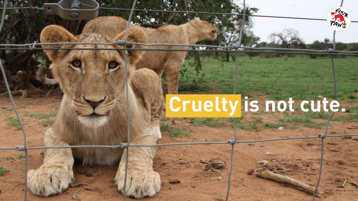 FOUR PAWS South Africa tweet media