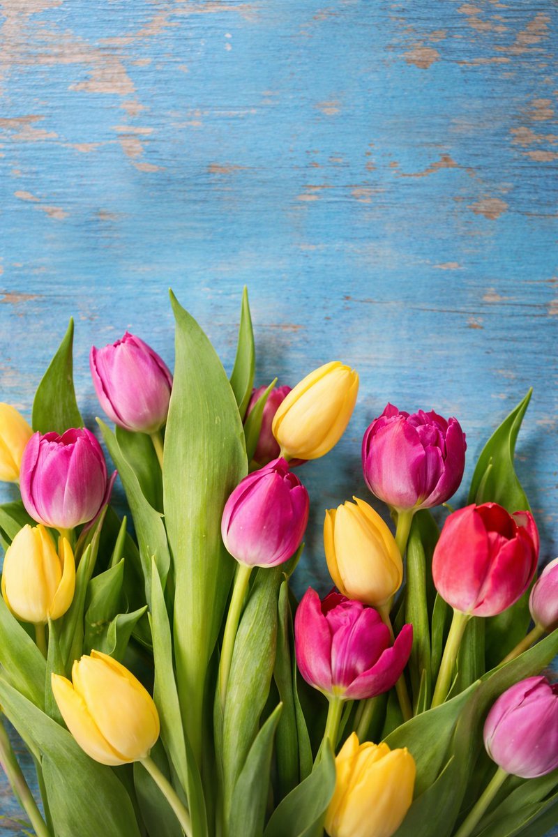 篁紫明(たかむら しめい) tweet media