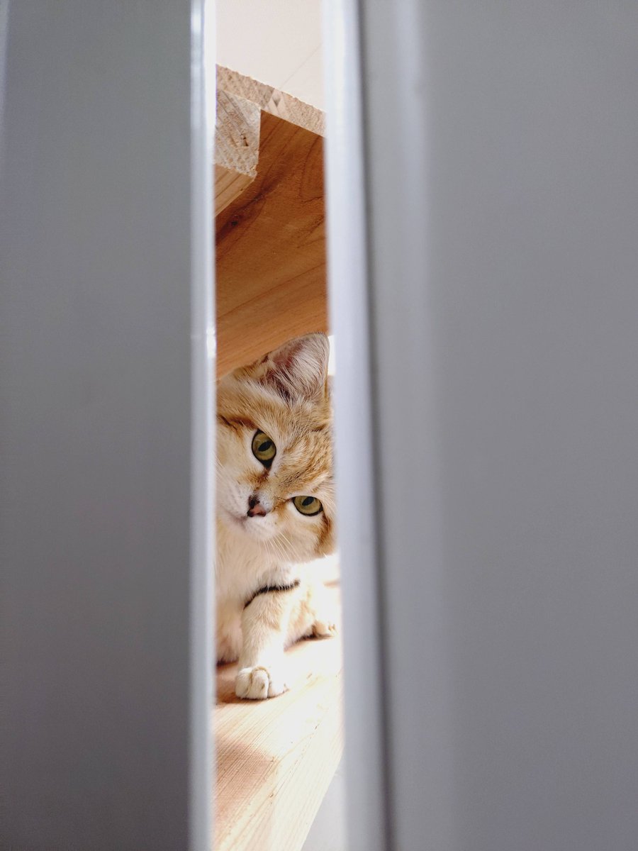 埼玉県こども動物自然公園【公式】🐨 tweet media