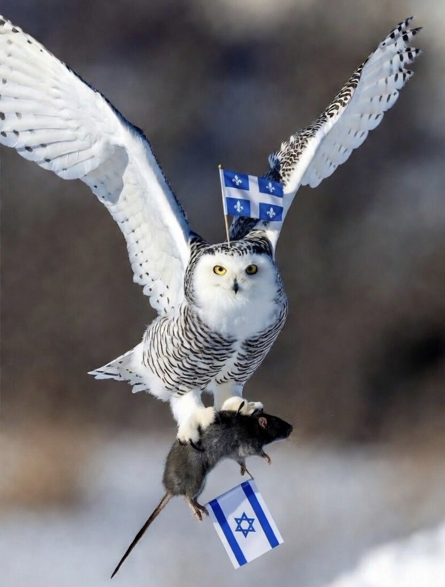 ⚜️LeQuébecAuxQuébécois⚜️ tweet media