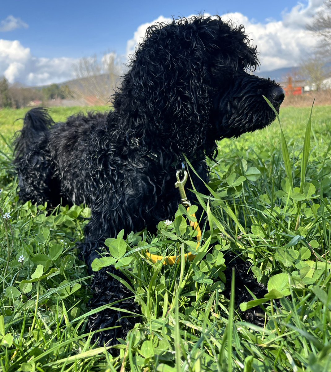 Na kratko o vodnih psih: voda, igra in hrana.