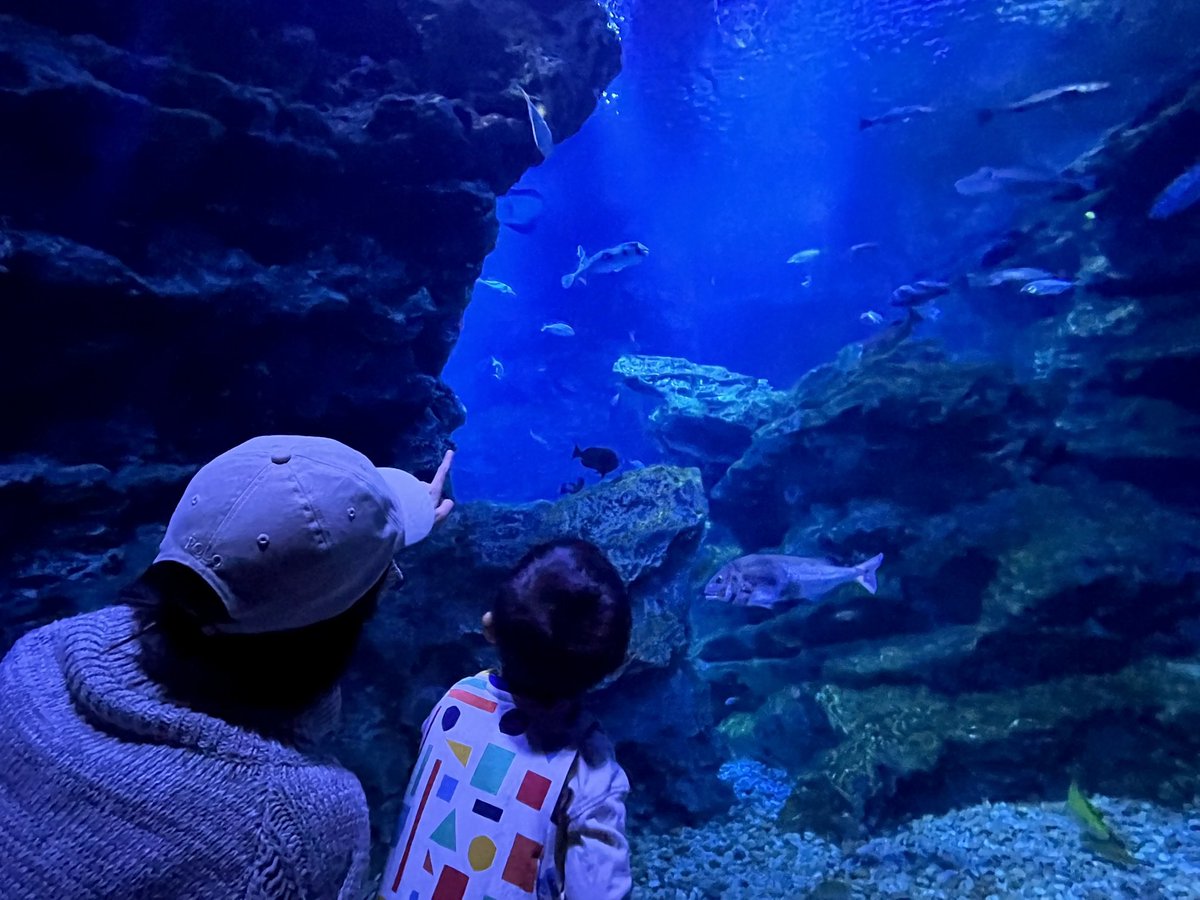 i0rin666's tweet photo. 先月行った京都水族館も大変楽しかった🪼

特にオオサンショウウオとクラゲの水槽がお気に入りでした🌟

今日の須磨でもそうだったけど、チョコチョコっとすり抜けて行くので追いかけるのが大変だった💦 https://t.co/HYNgEqsFtD