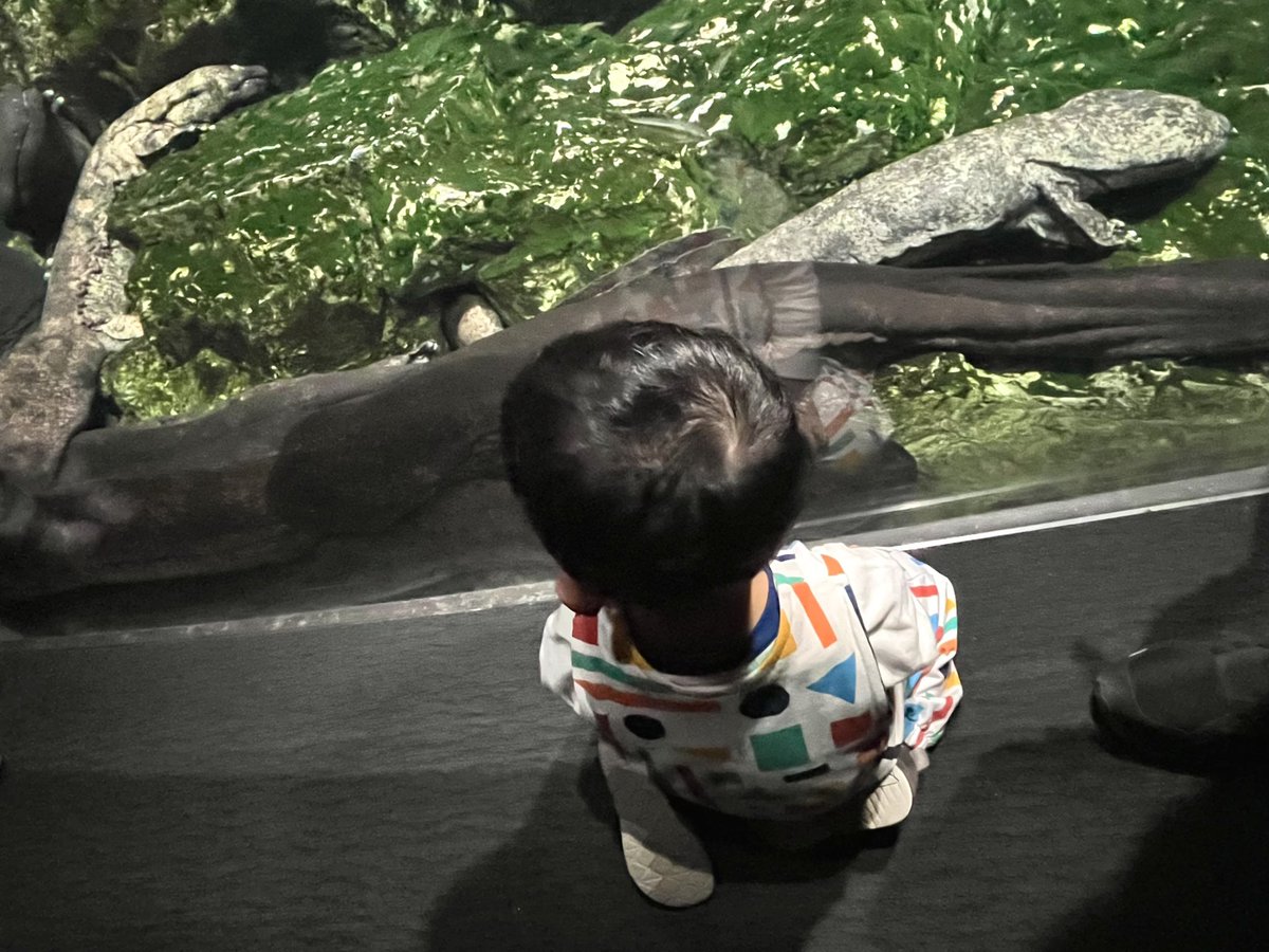 i0rin666's tweet photo. 先月行った京都水族館も大変楽しかった🪼

特にオオサンショウウオとクラゲの水槽がお気に入りでした🌟

今日の須磨でもそうだったけど、チョコチョコっとすり抜けて行くので追いかけるのが大変だった💦 https://t.co/HYNgEqsFtD
