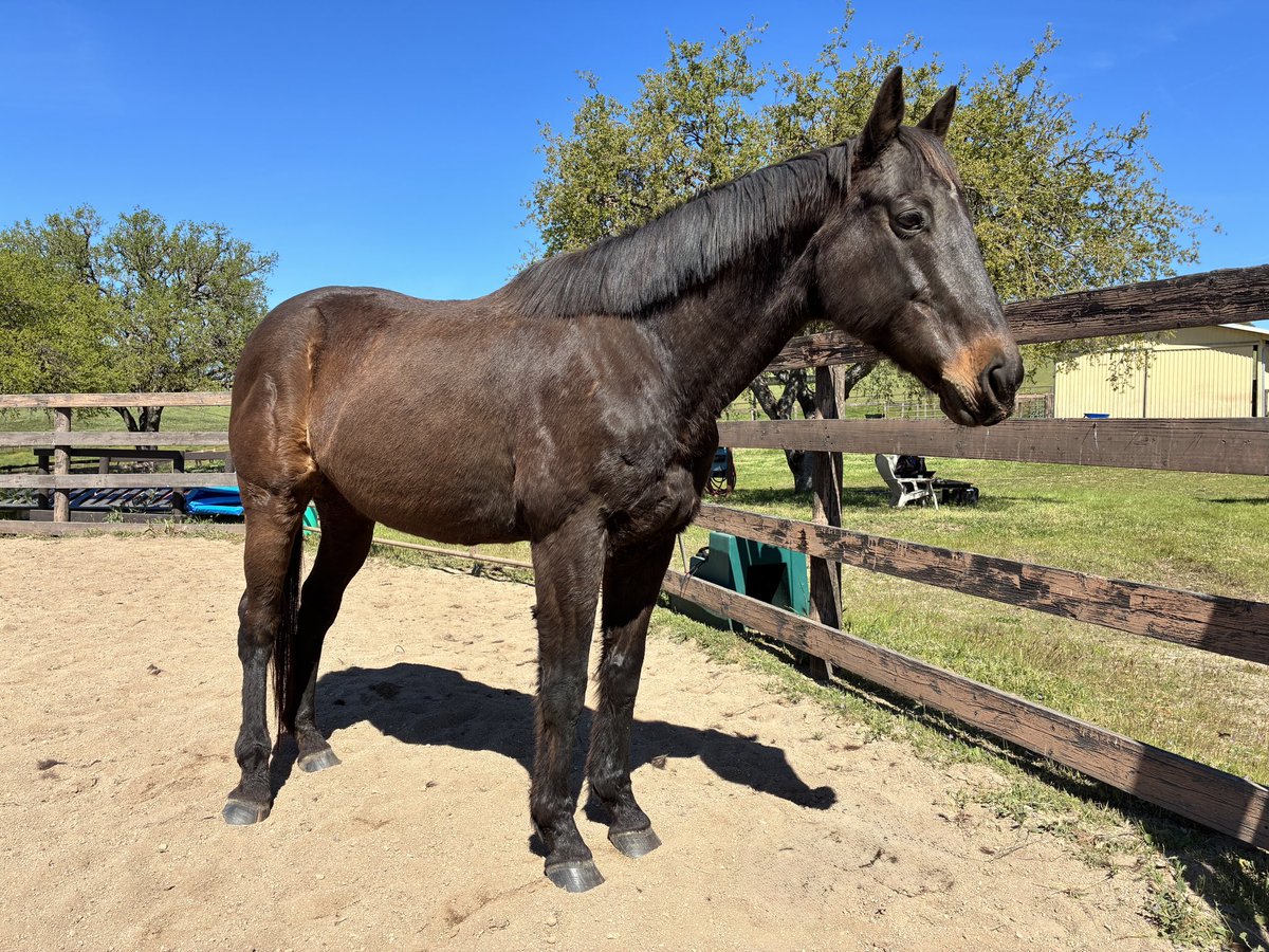 Glorious Alliance tweet media