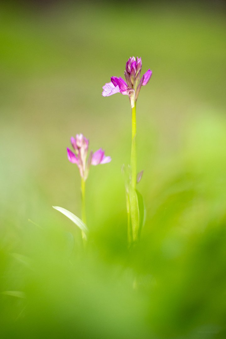 Francisco Romero I WildLife Photographer tweet media