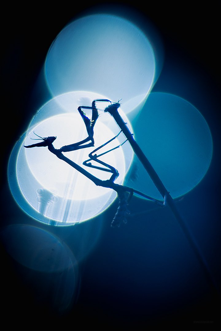 Francisco Romero I WildLife Photographer tweet media