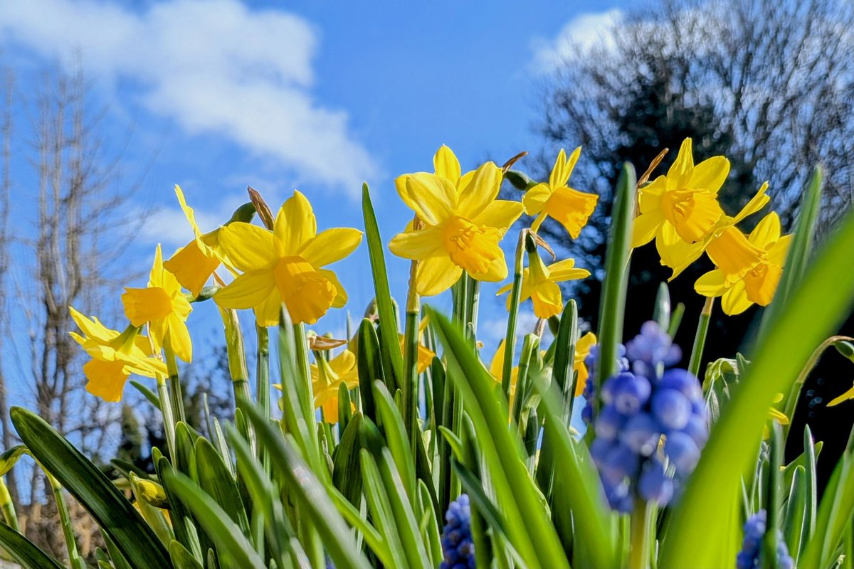 jonw67's tweet photo. Sunny garden this morning and flowers are blooming. These are for you mom on Mother's Day. Love and miss you so much 💖 https://t.co/PHWlC1Y87a
