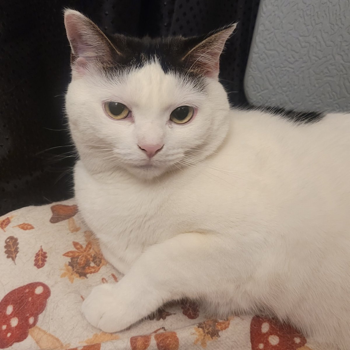 🌈Cheezeburger🌈Mr. Jingles🌈TonyCat🌈Cheeseburger tweet media