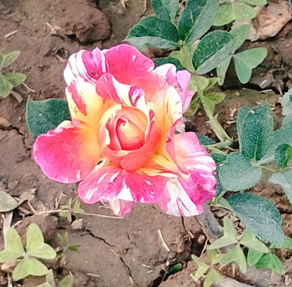 Pri.ellè♡` tweet media