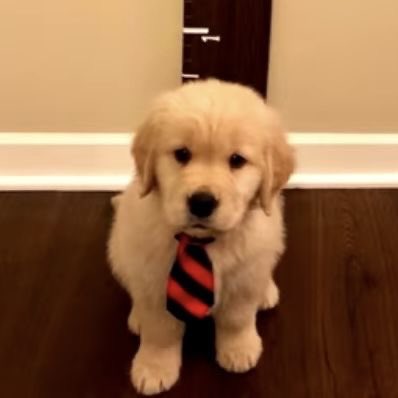 🐶🧡👔 #BILLKIN_FEELQUENCY_D3