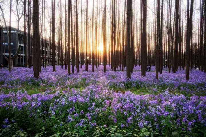 JiangsuNow tweet media