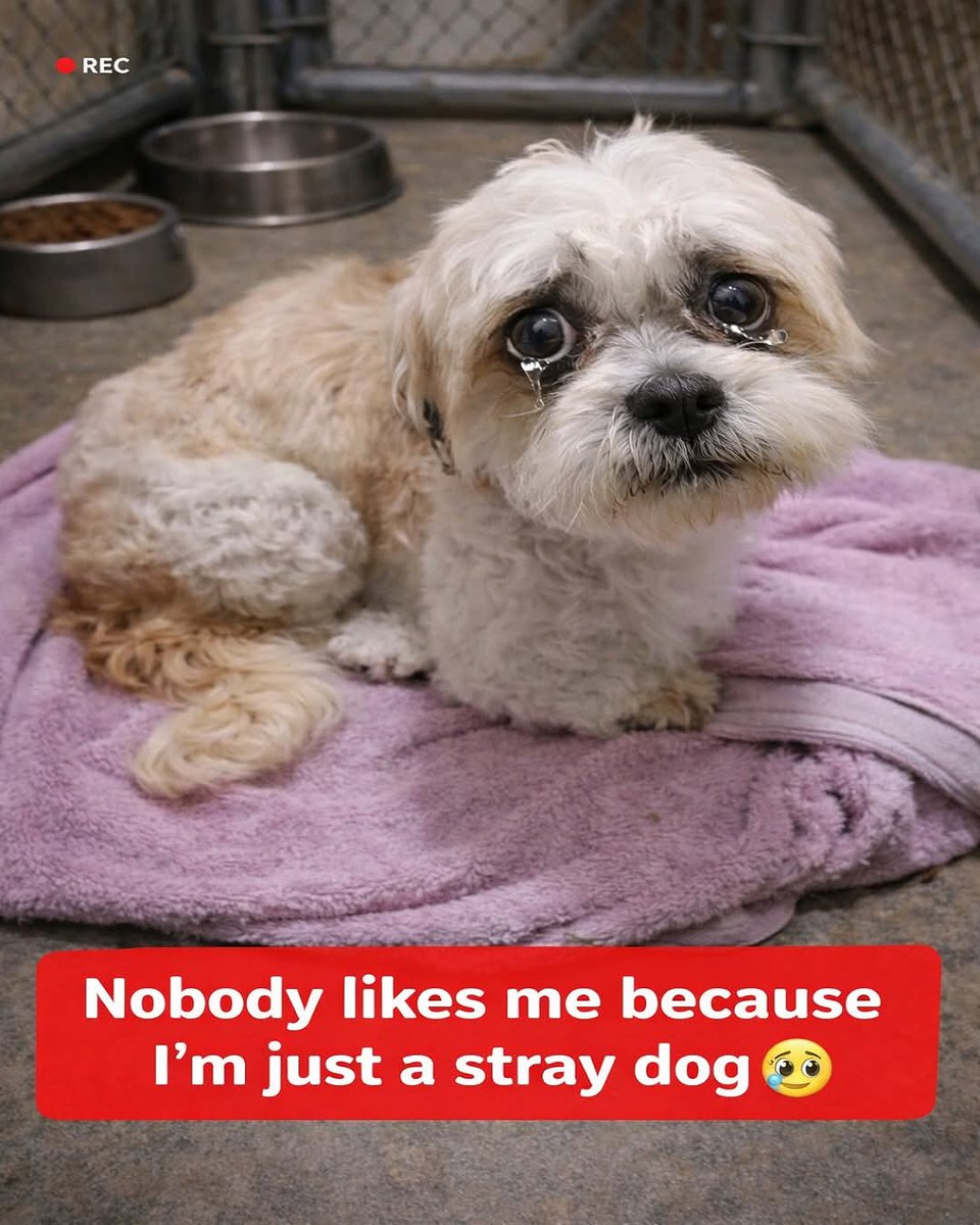 Pet Smartgo tweet media