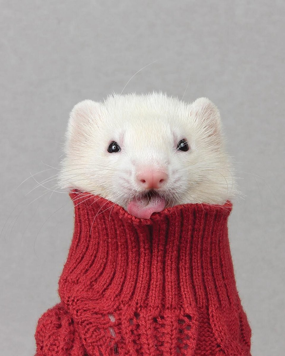 Ferret Every Hour (@ferretperhour) on Twitter photo 
