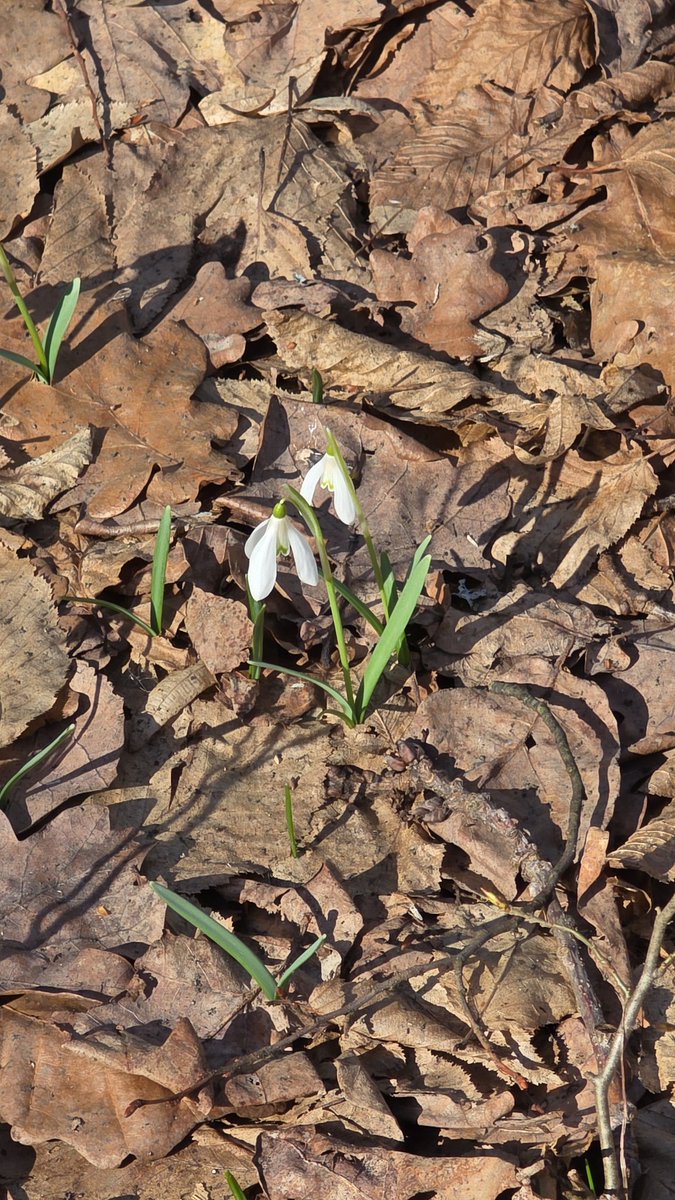 Pumpkin Tukva tweet media