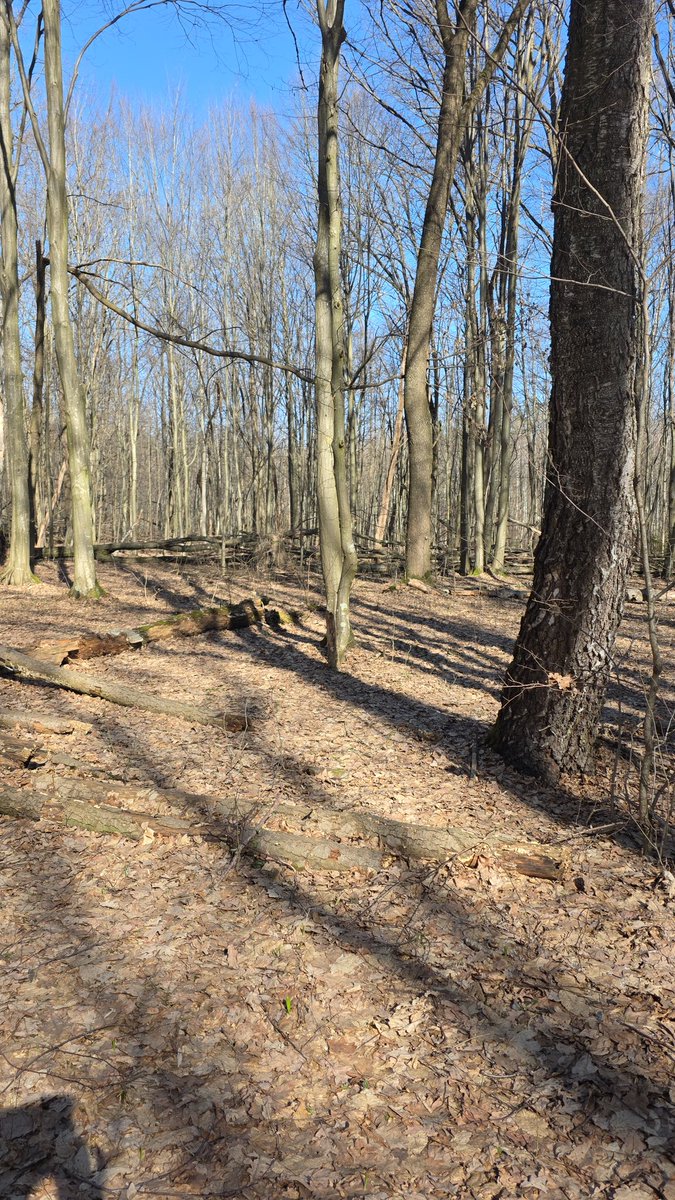 Pumpkin Tukva tweet media