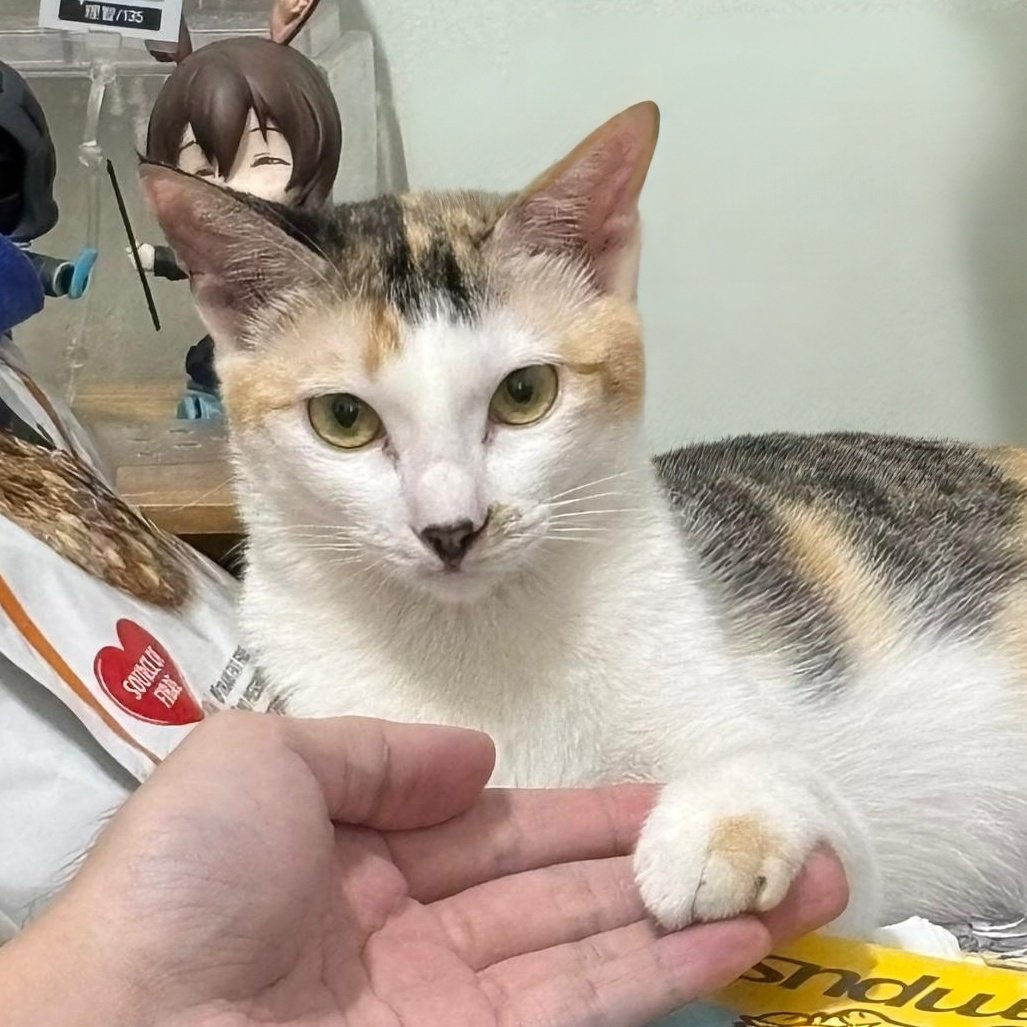 WittleRed tweet media