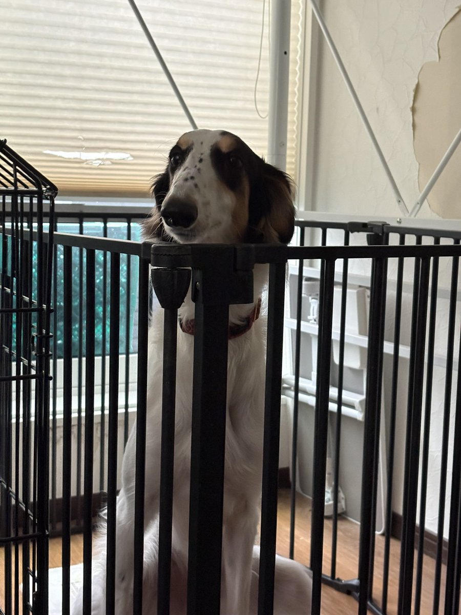 シュカタンポイフル tweet media