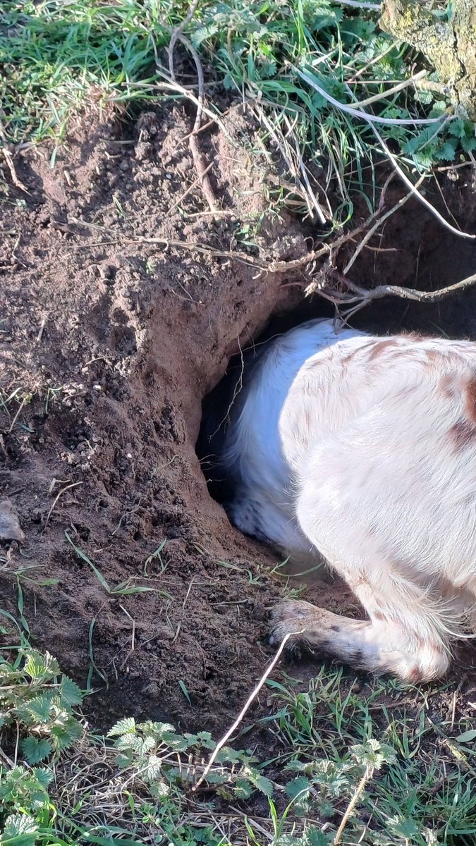 #TeamGunner tweet media