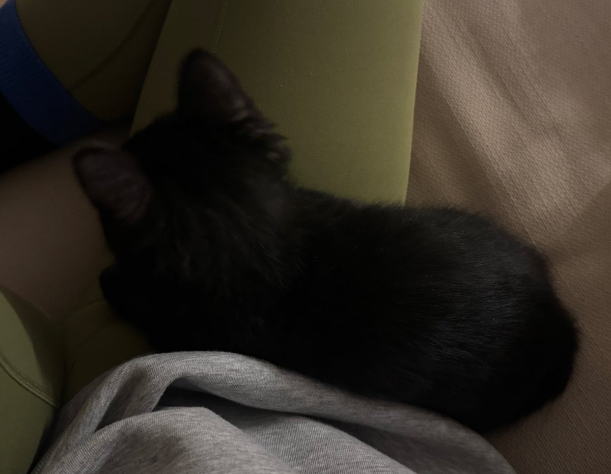 黄桃野猫 tweet media