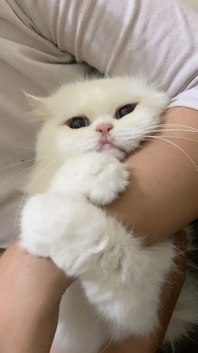 SAEVIORA J. tweet media