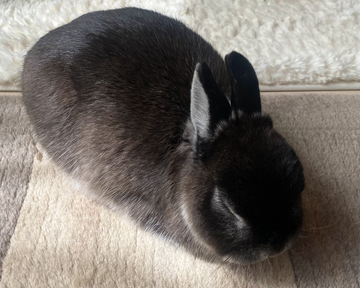 うさぎのふうりん tweet media