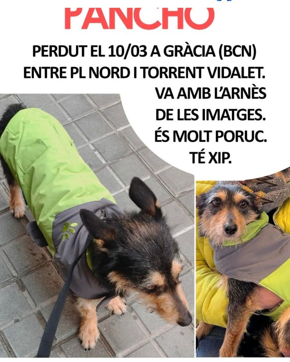 Perdut 10/03 A Gràcia Barcelona entre Pl Nord i Torrent Viladet.