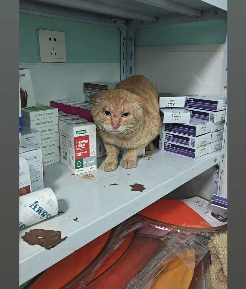 不包番茄籽的番茄 tweet media