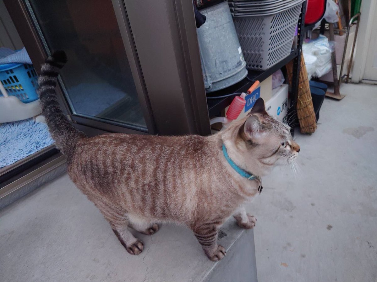 いなくなって1年が経ちました🥲まだ探しています。猫行方不明の為、拡散ご協力お願いします😿滋賀県草津市東矢倉付近で2025年1/27から猫がいなくなり、1年１ヶ月。草津市以外でも何か情報があればよろしくお願いいたします🙏(代理投稿です)
#草津市
#滋賀県
#東矢倉
#南笠
#南笠東小学校
#野路
#迷い猫