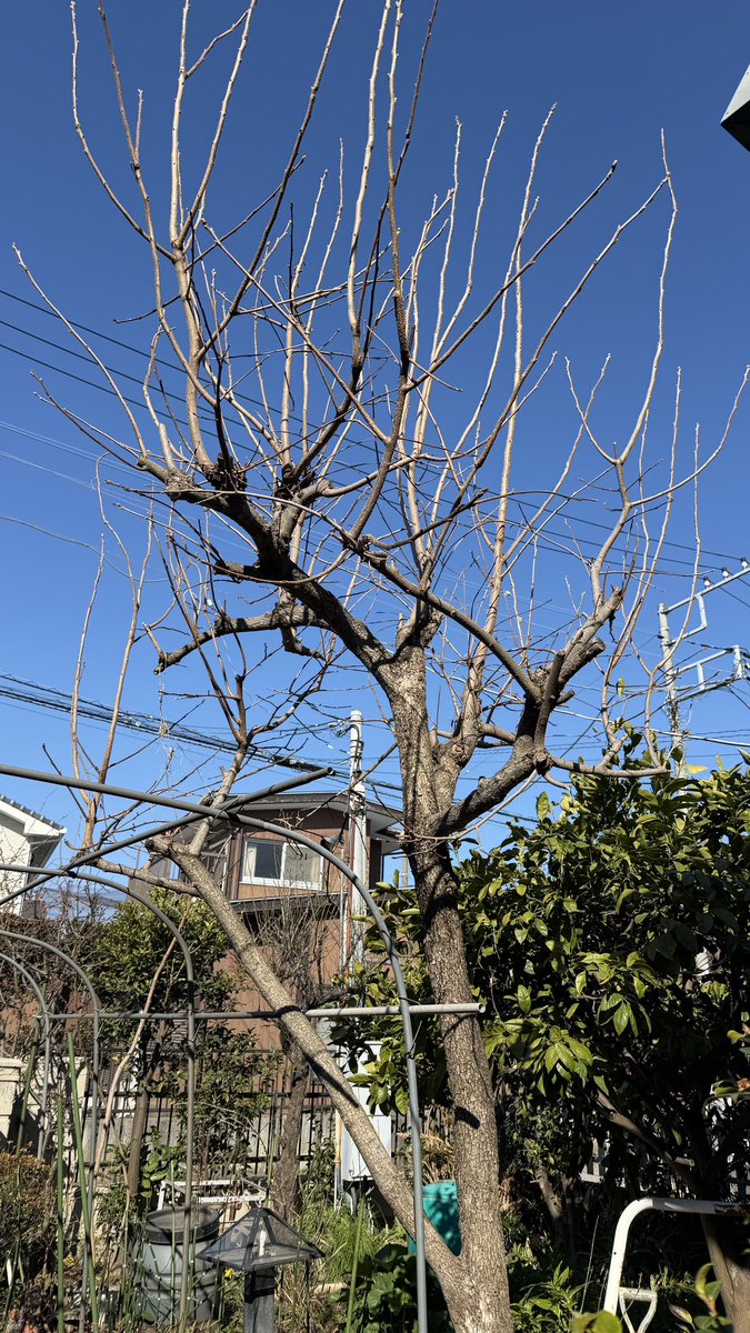 芝生の雑学 東京40まいる tweet media