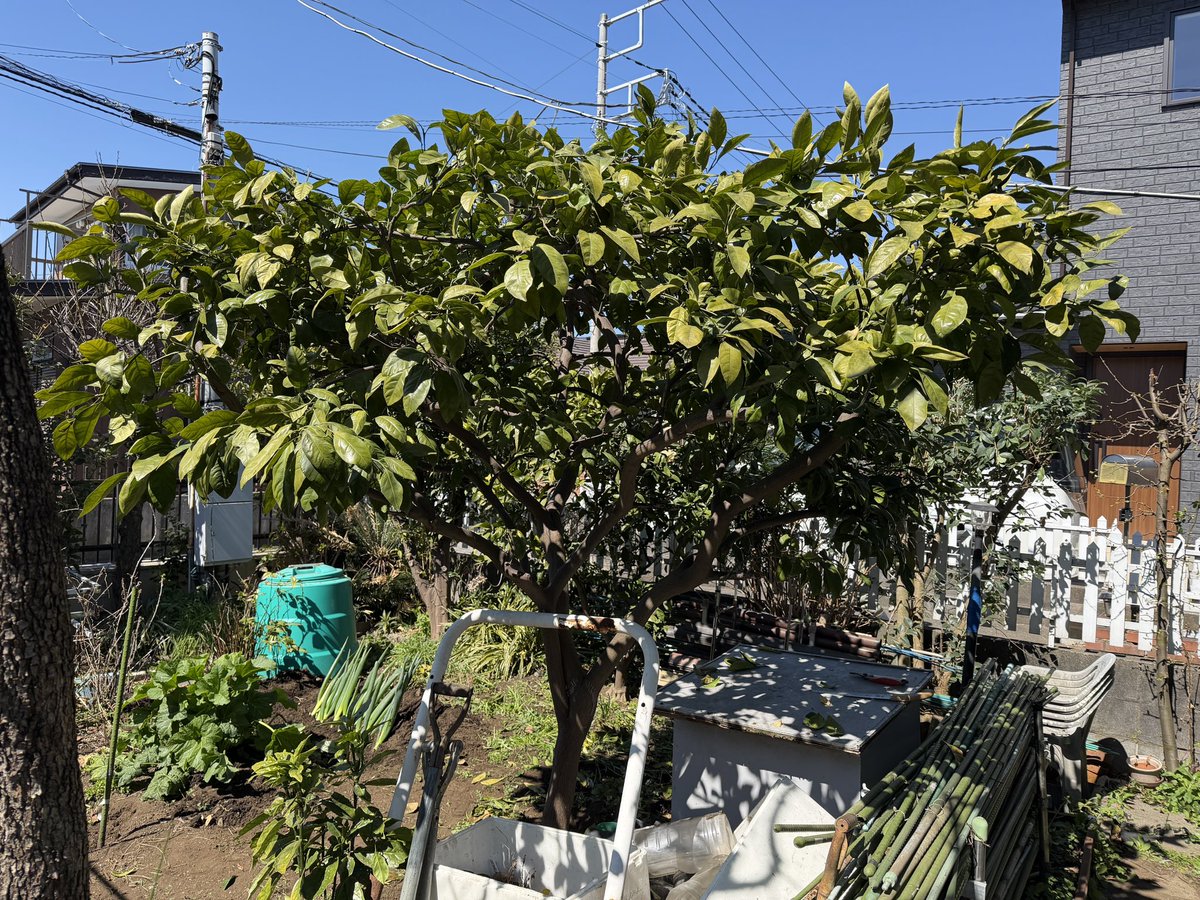 芝生の雑学 東京40まいる tweet media