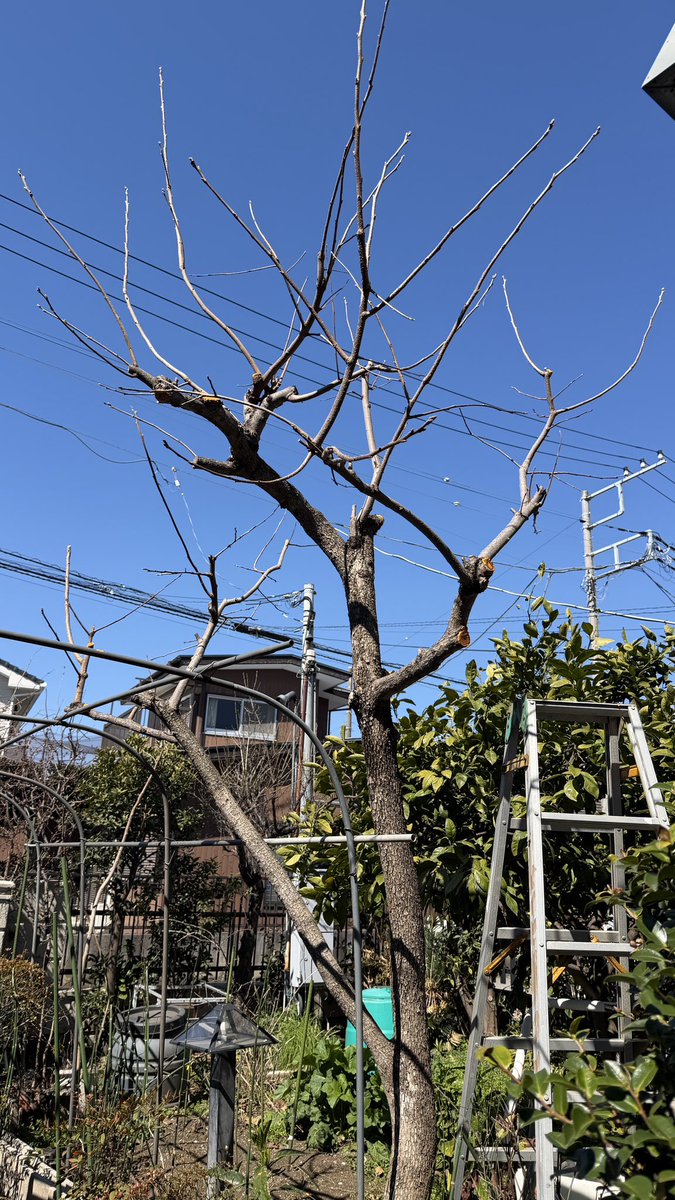 芝生の雑学 東京40まいる tweet media
