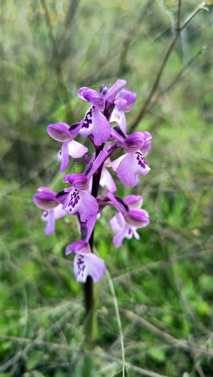 Turismo de Alange tweet media