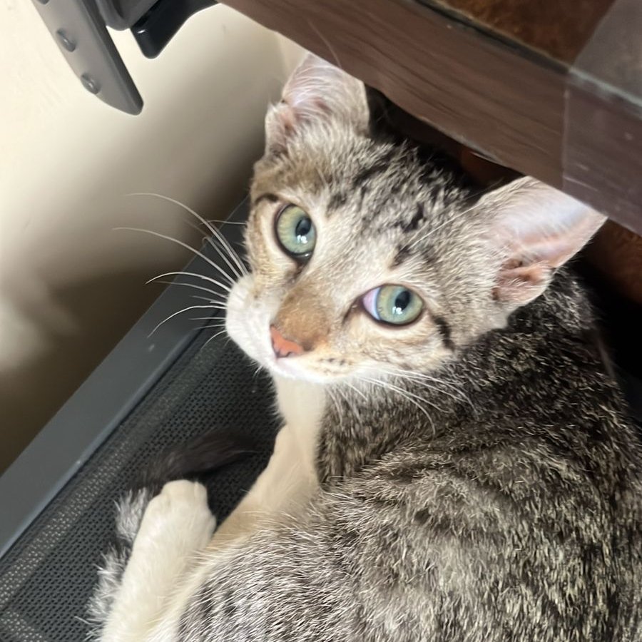 Pushkar Dongare tweet media