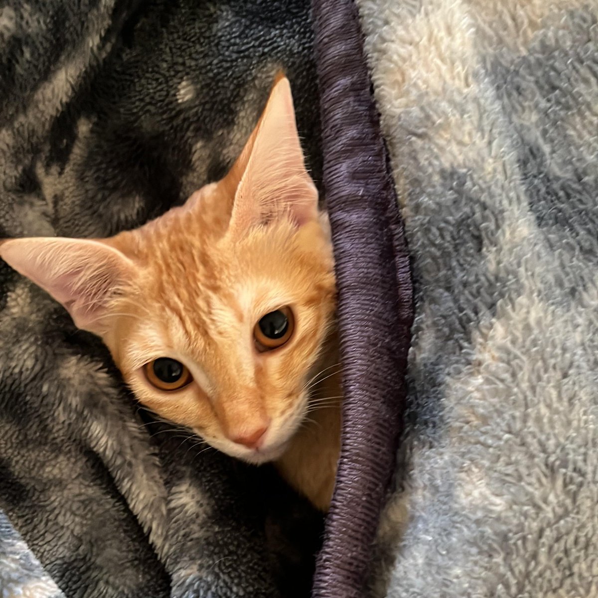 Pushkar Dongare tweet media