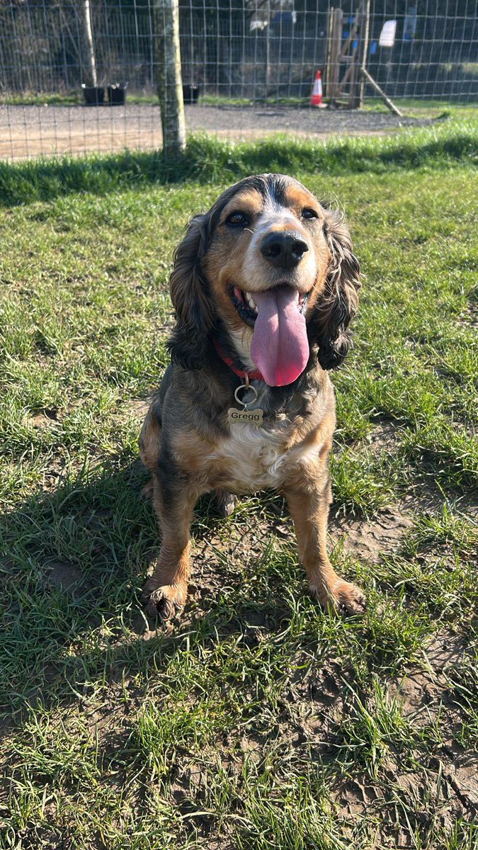 Reggie the Cocker 🐶 🐾👹 tweet media