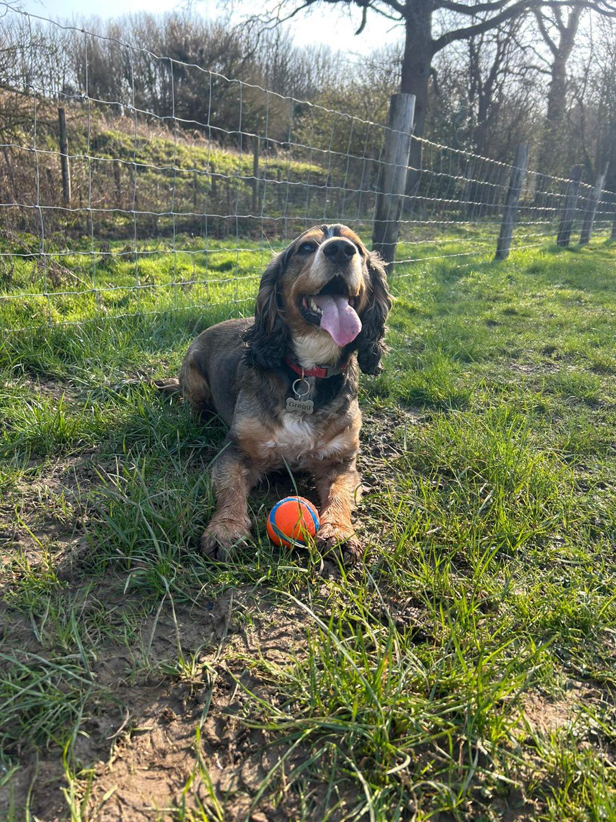 Reggie the Cocker 🐶 🐾👹 tweet media