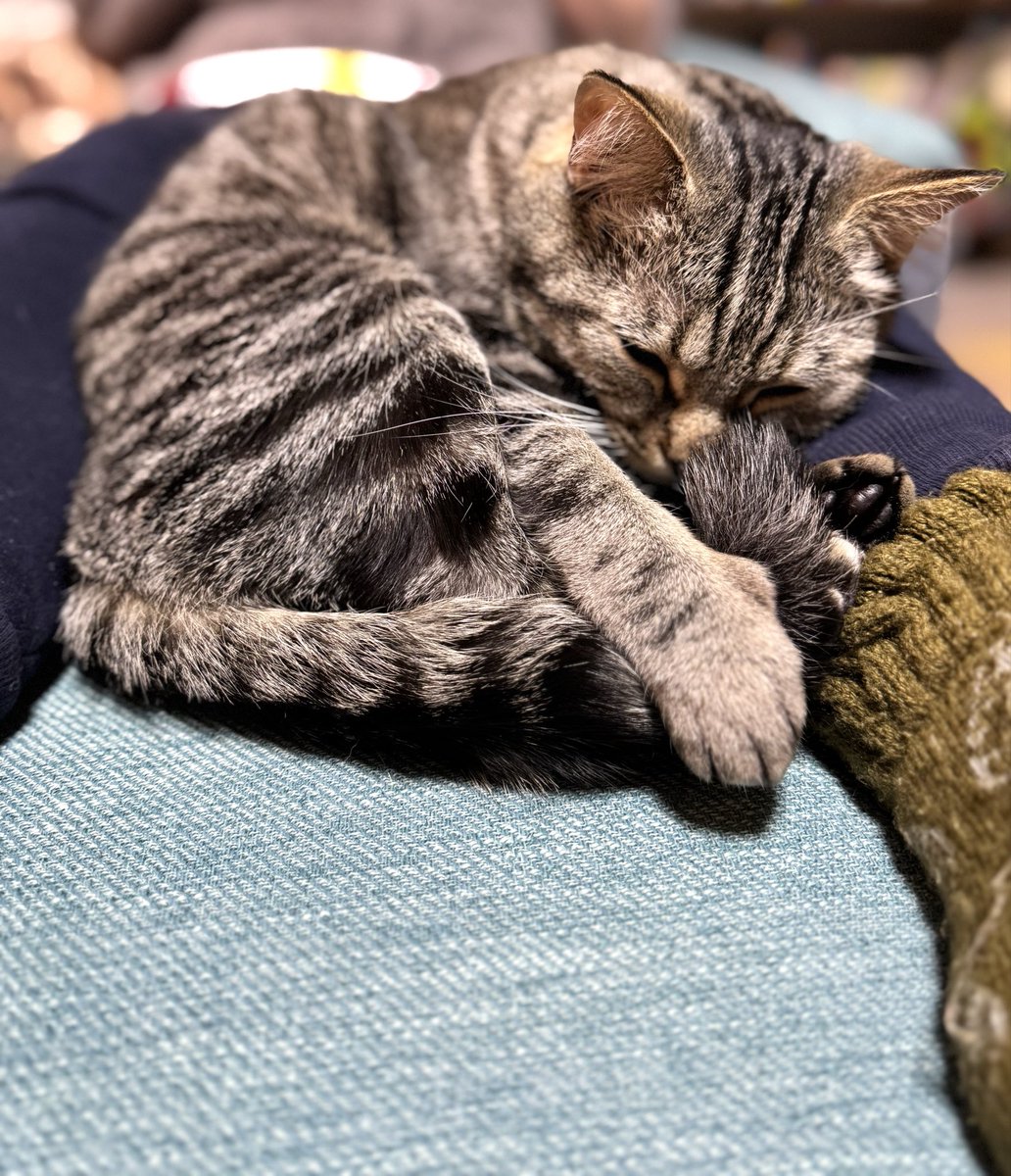 CicadaTrainer tweet media