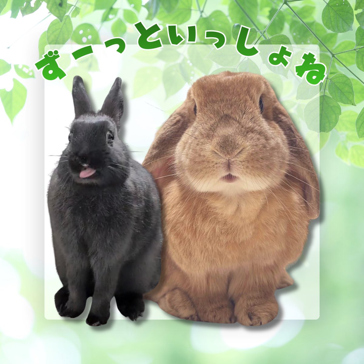 金の栗饅頭&黒豆 tweet media