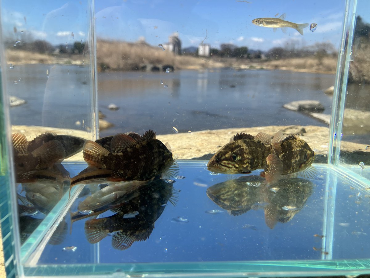 おけさまる tweet media