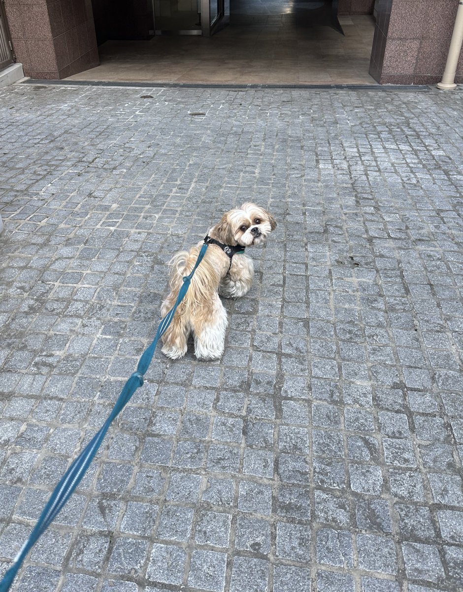 roybucho's tweet photo. 大好きな人のお家に
遊びに行きたいワン🐶🐾🐾 https://t.co/1HZhH9ykHo