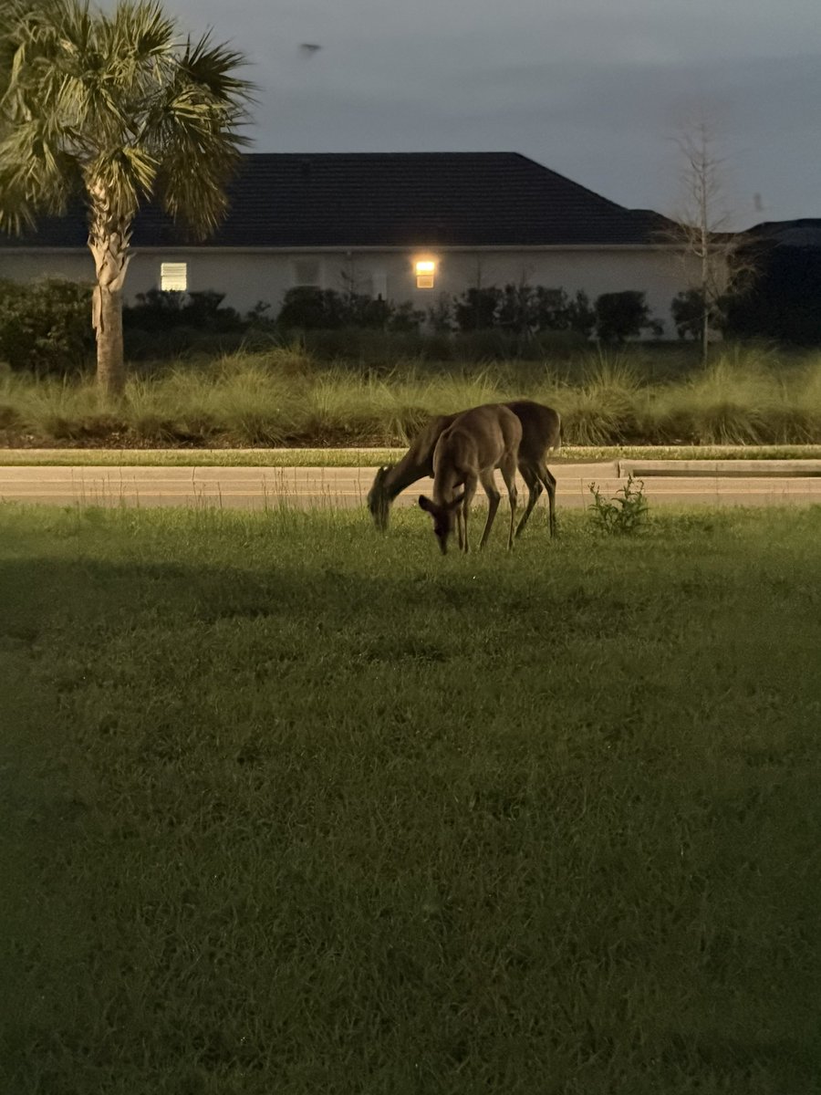 Steve Dawson tweet media