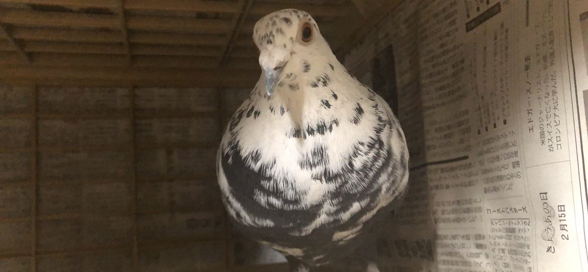 maigo_hatototto's tweet photo. 迷子になった白い鳩を探しています

本日も鳩が集まる場所を中心に捜索しましたが、見つけることが出来ませんでした

ねぇ、トット
今どこにいるの？

一日も早く会いたいです

このハトに見覚えのある方がいらっしゃいましたら、どうか情報提供お願いいたします

#拡散希望　#新潟　#上越 https://t.co/kOpEwD2MX9