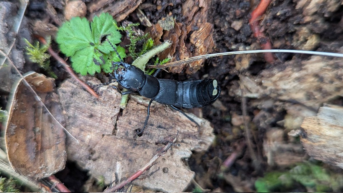 Lilly Fritillary tweet media