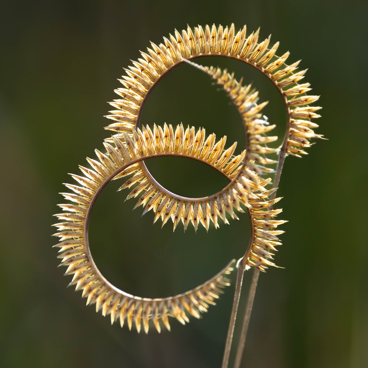 akinscreative's tweet photo. Toothache grass, aptly named as it produces a numbing feeling n the mouth, tongue, and lips when chewed. This was growing in the Panacea Unit of the St. Marks National Wildlife Refuge. #stmarksrefuge https://t.co/EBm9Q0cNAc